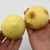 Potato Stress Ball Fidget Toy